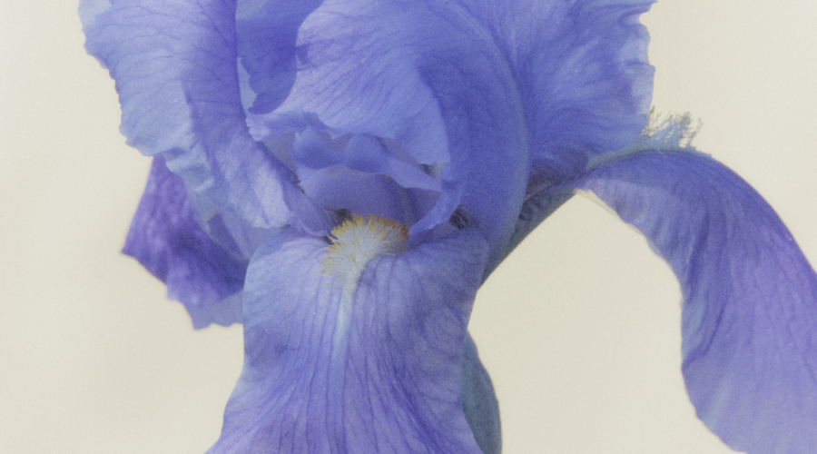 A Spider And A Flower