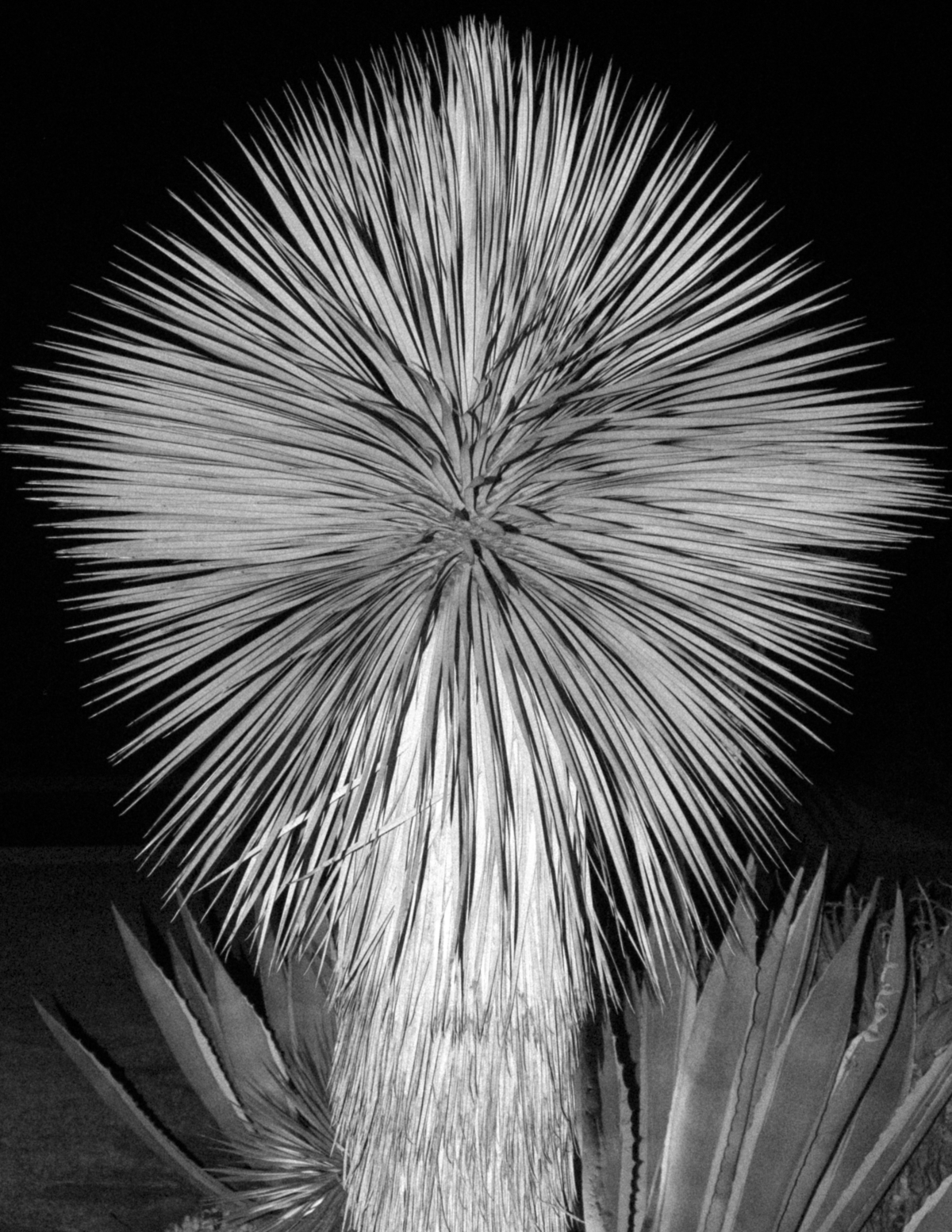 Palm Tree