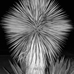 Palm Tree