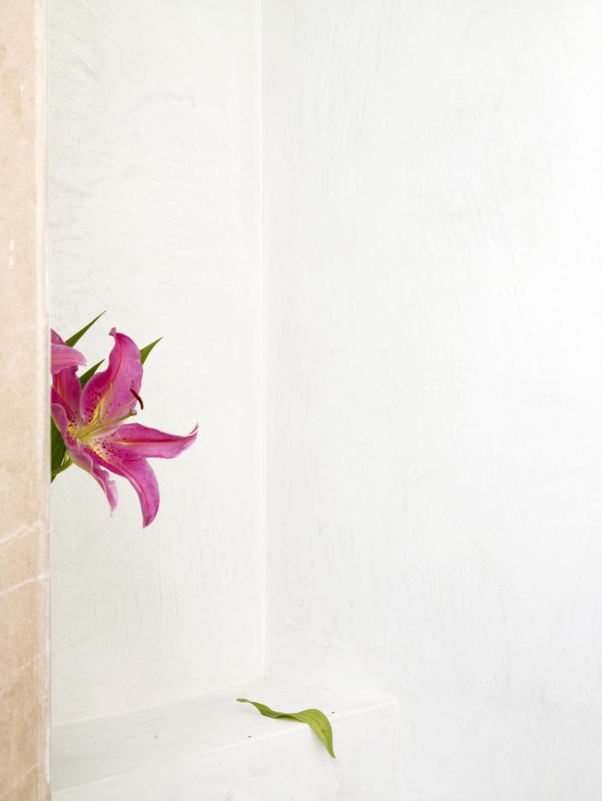 PANORAMIC_Pink_Flower_Gentle_Fall